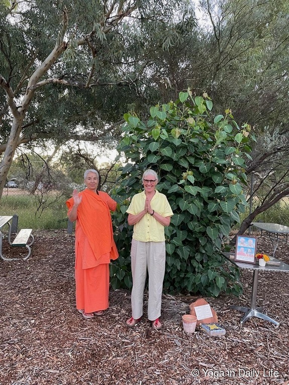 230308 bodhi tree 5 wm