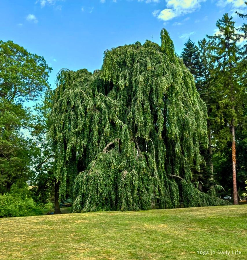 yoga in daily life ashram
