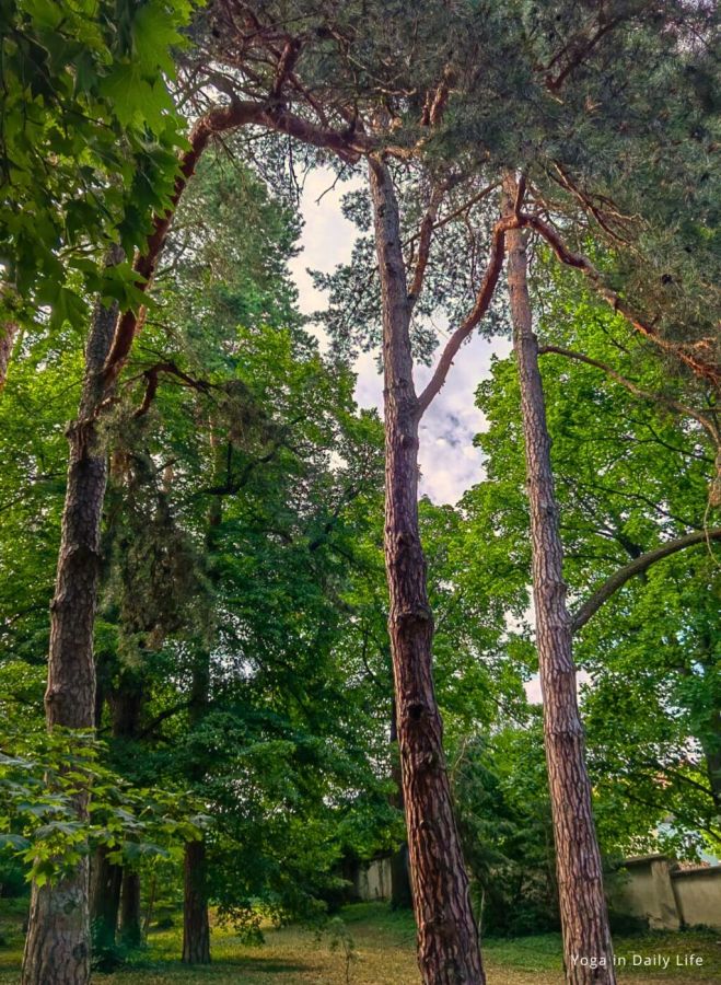 ﻿Ancient trees at risk in Strilky Ashram