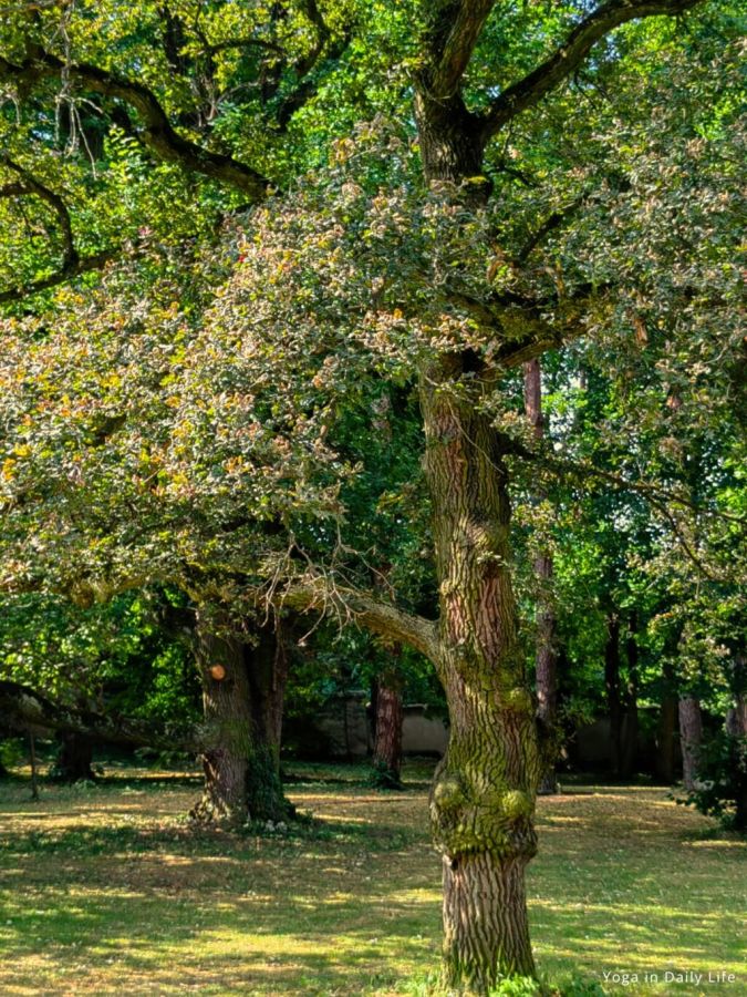 yoga in daily life ashram trees