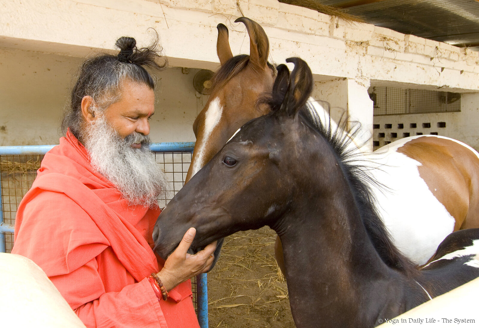 7. vishwaguruji and horses wm