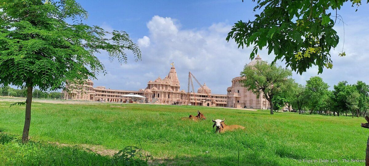 2.5. om ashram cows wm