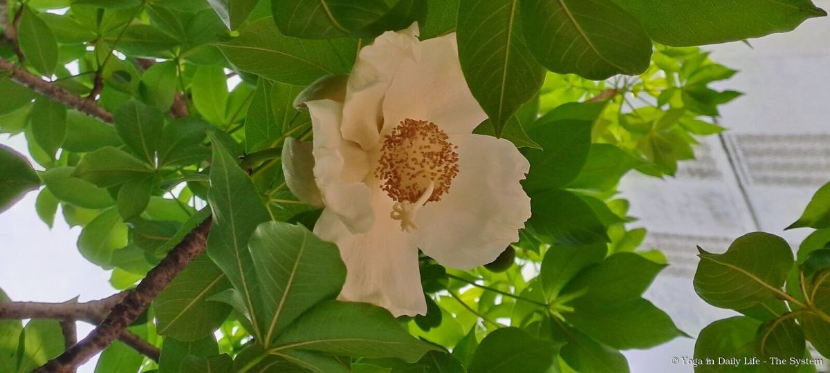 3.5. kalpa vriksha flower wm