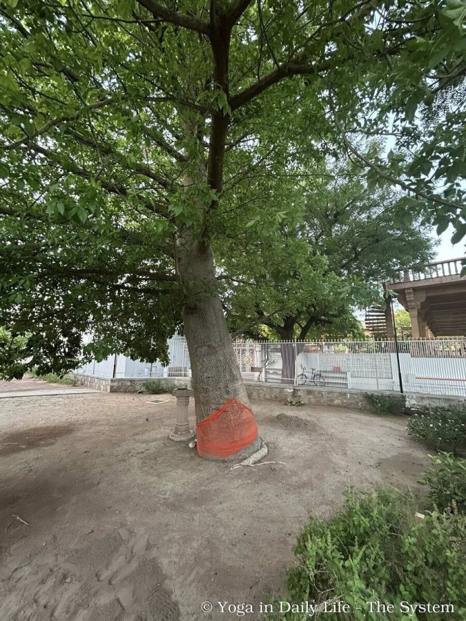 3.5 kalpa vraksh 2 wm