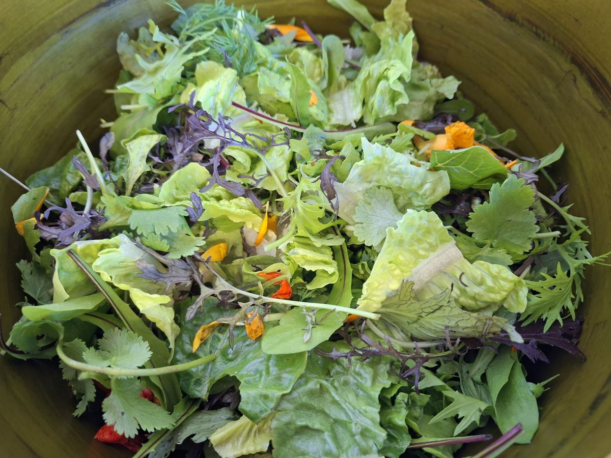 peace day galashiels salad 21 09 2025