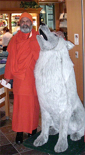 Swamiji with a big wolf Swamiji with a big wolf