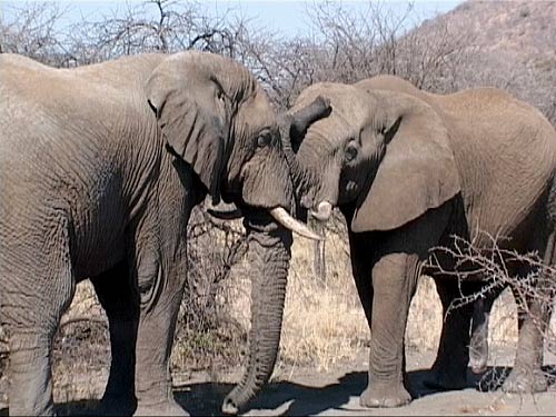 Wild elephants Wild elephants