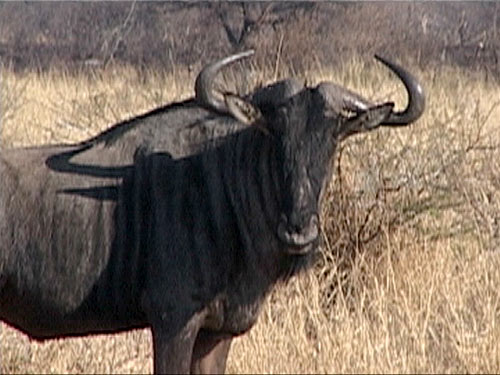 Wilderbeast Wilderbeast