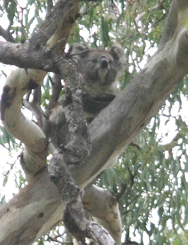 Koala bear') Koala bear